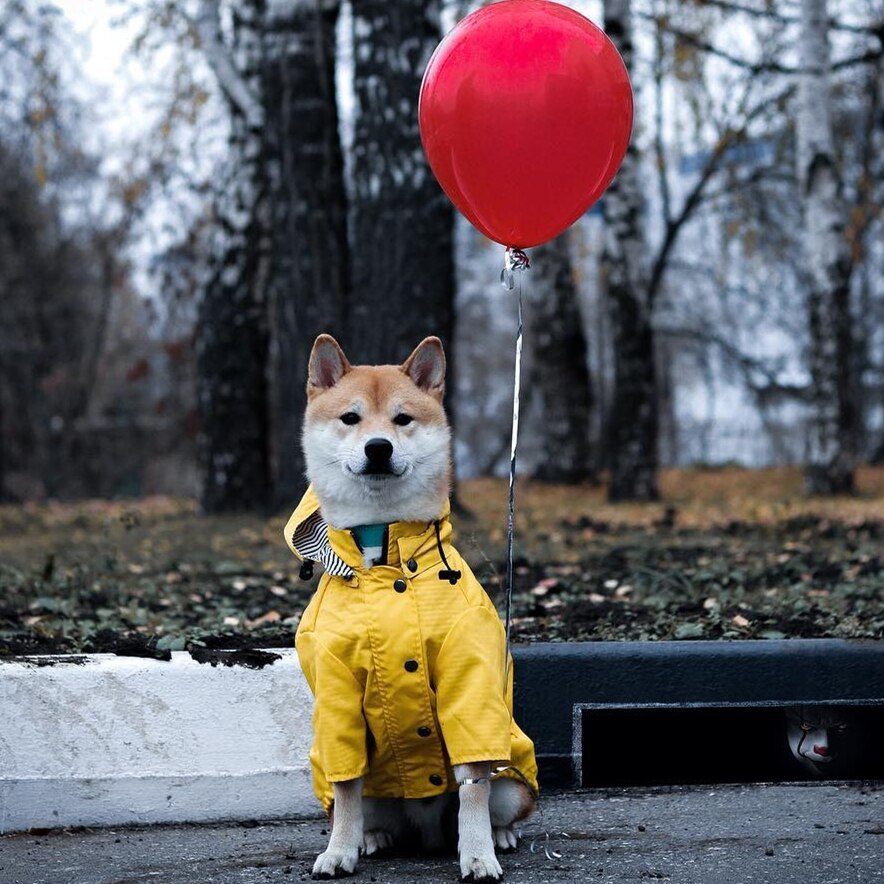 The Ultimate Protection: Dog Raincoat Pet Clothes